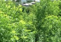 A lady jerks off a guy in the bushes before the FLOOD on camera