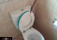 toilet sex video