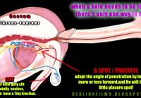 Anatomía mariquita durante el anal