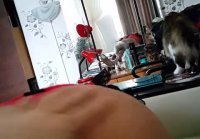 amateur porno