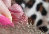 hairy pussy