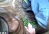 In the park on a walk the wife gave a blowjob after sex