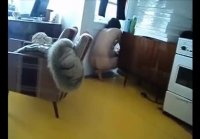 Funny house, dog sniffs sex and breaks into the house