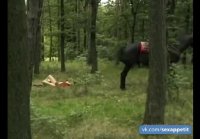 Paseo a caballo por el bosque terminó con masacre severa