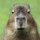 Capybara square 1 400x400.jpg.optimal